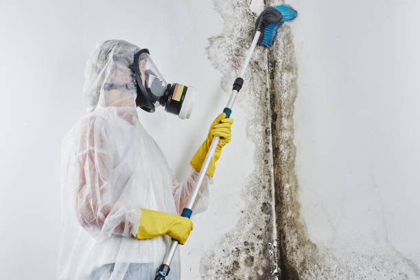 Best Mold Remediation  in Bay Springs, MS