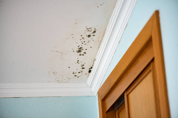 Best Home Mold Removal  in Bay Springs, MS