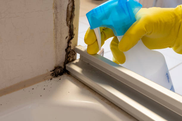 Best Office Mold Removal Services  in Bay Springs, MS