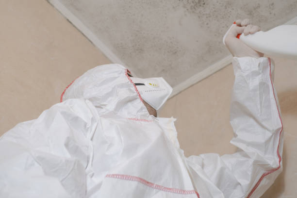 Best Mold Testing  in Bay Springs, MS