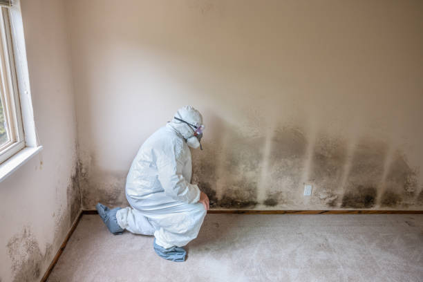 Best Toxic Mold Removal  in Bay Springs, MS