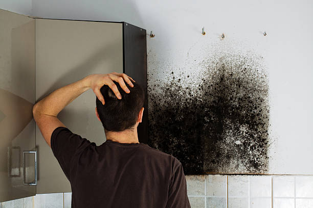 Best Mold Removal Company Near Me  in Bay Springs, MS