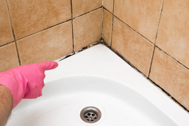 Best Fast Mold Removal  in Bay Springs, MS