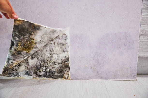 Best Same-Day Mold Removal  in Bay Springs, MS